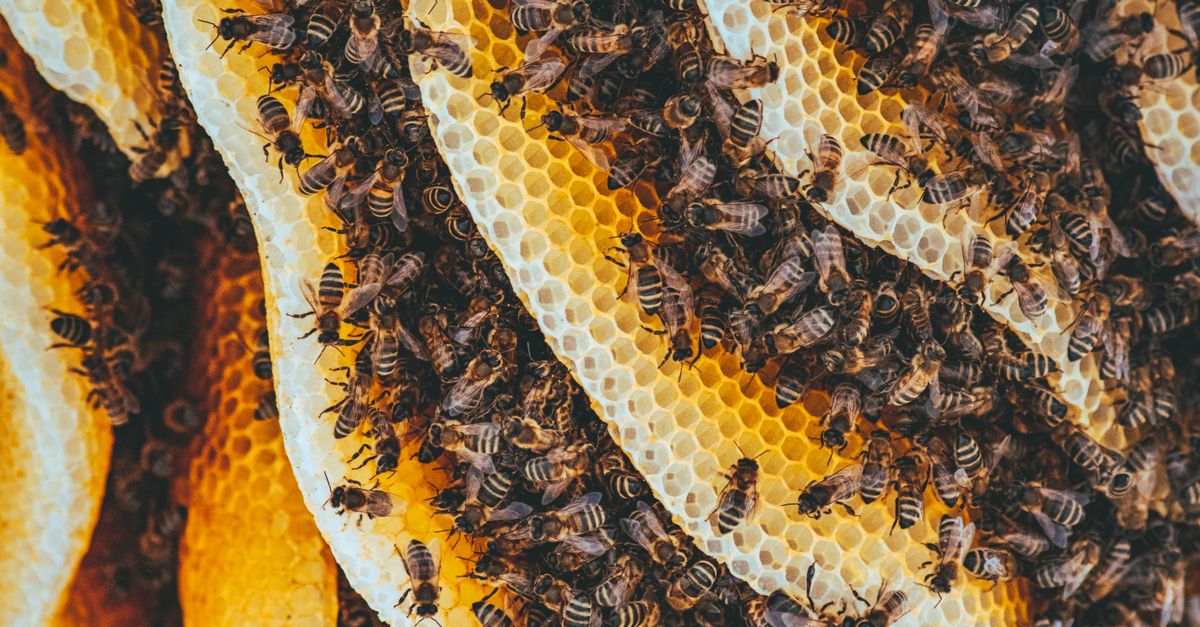 Detailed shot of honeybees on honeycomb showcasing nature's intricate patterns and teamwork.